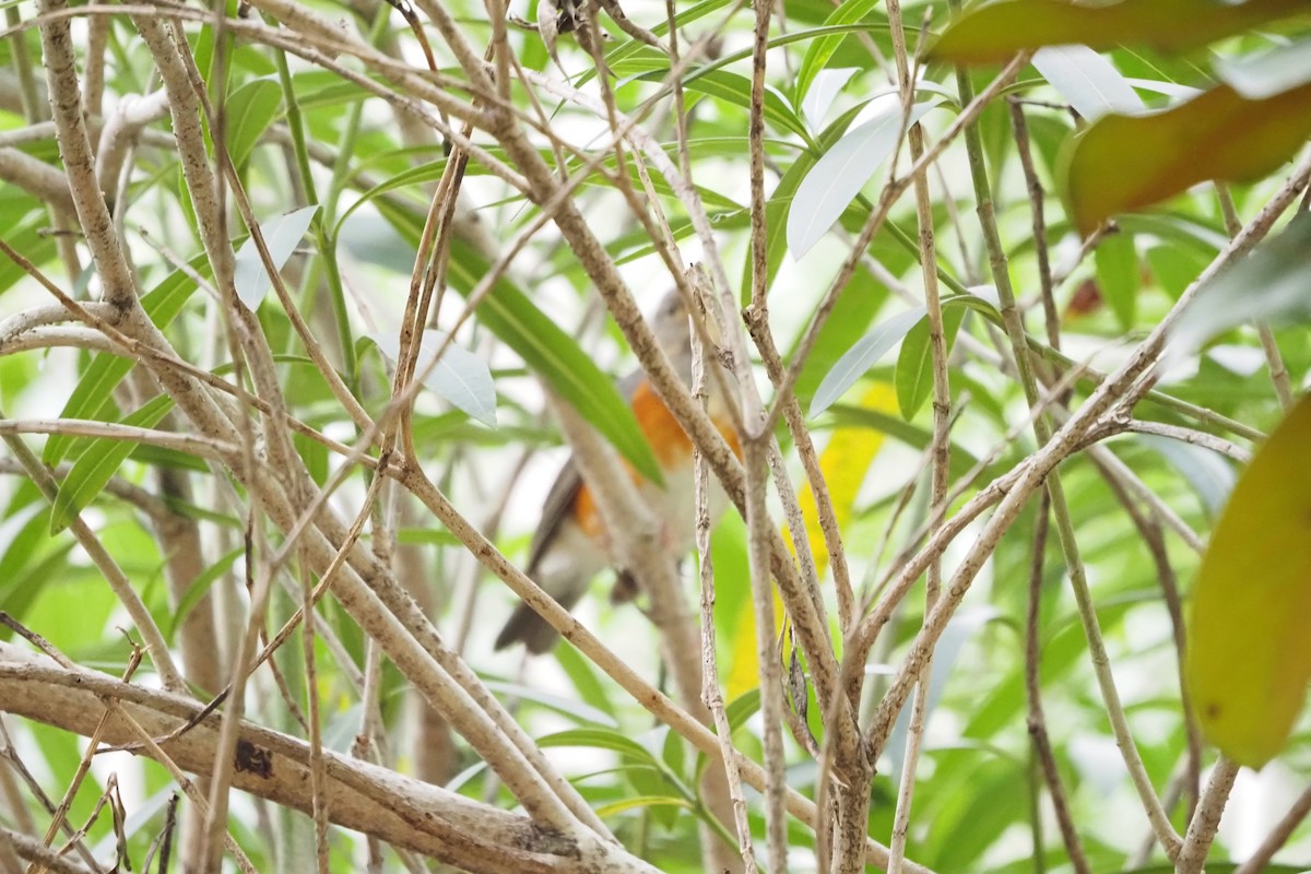 Amurdrossel - ML644133771