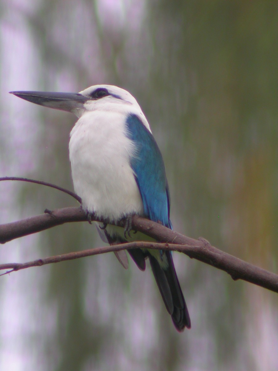 Альціон білоголовий - ML644133780
