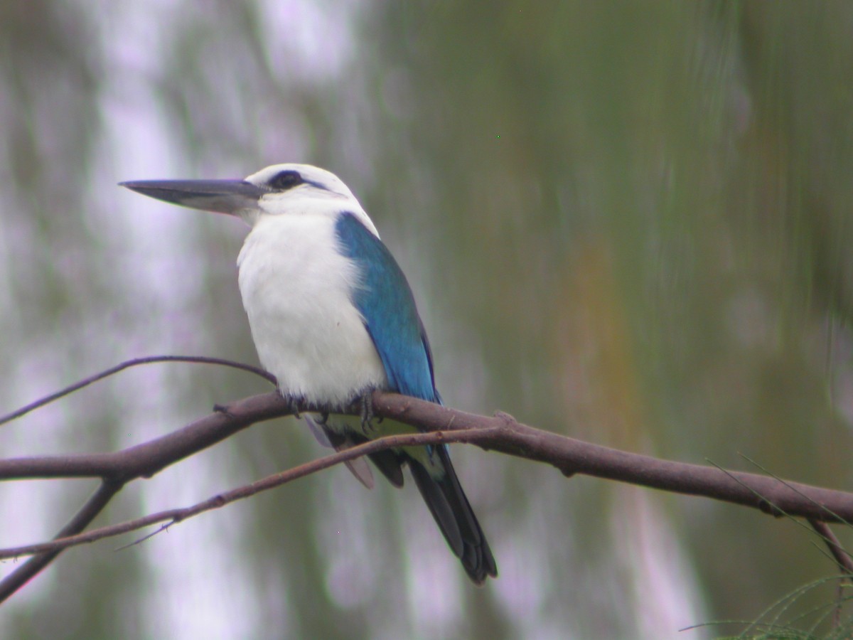 Альціон білоголовий - ML644133781