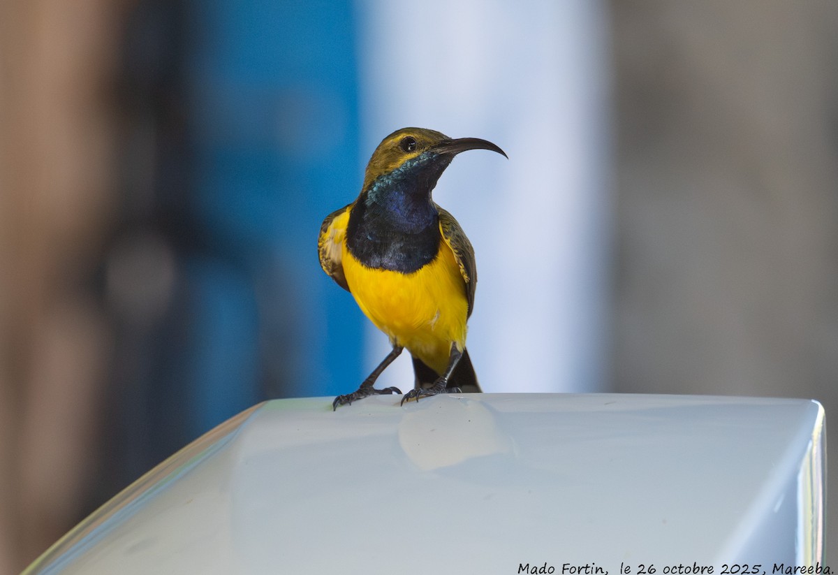 Sahul Sunbird - ML644133783