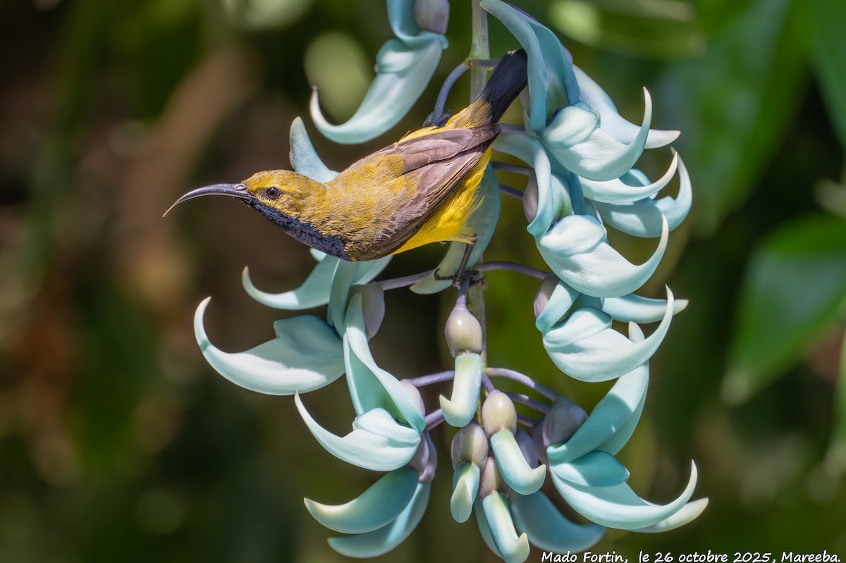 Sahul Sunbird - ML644133784