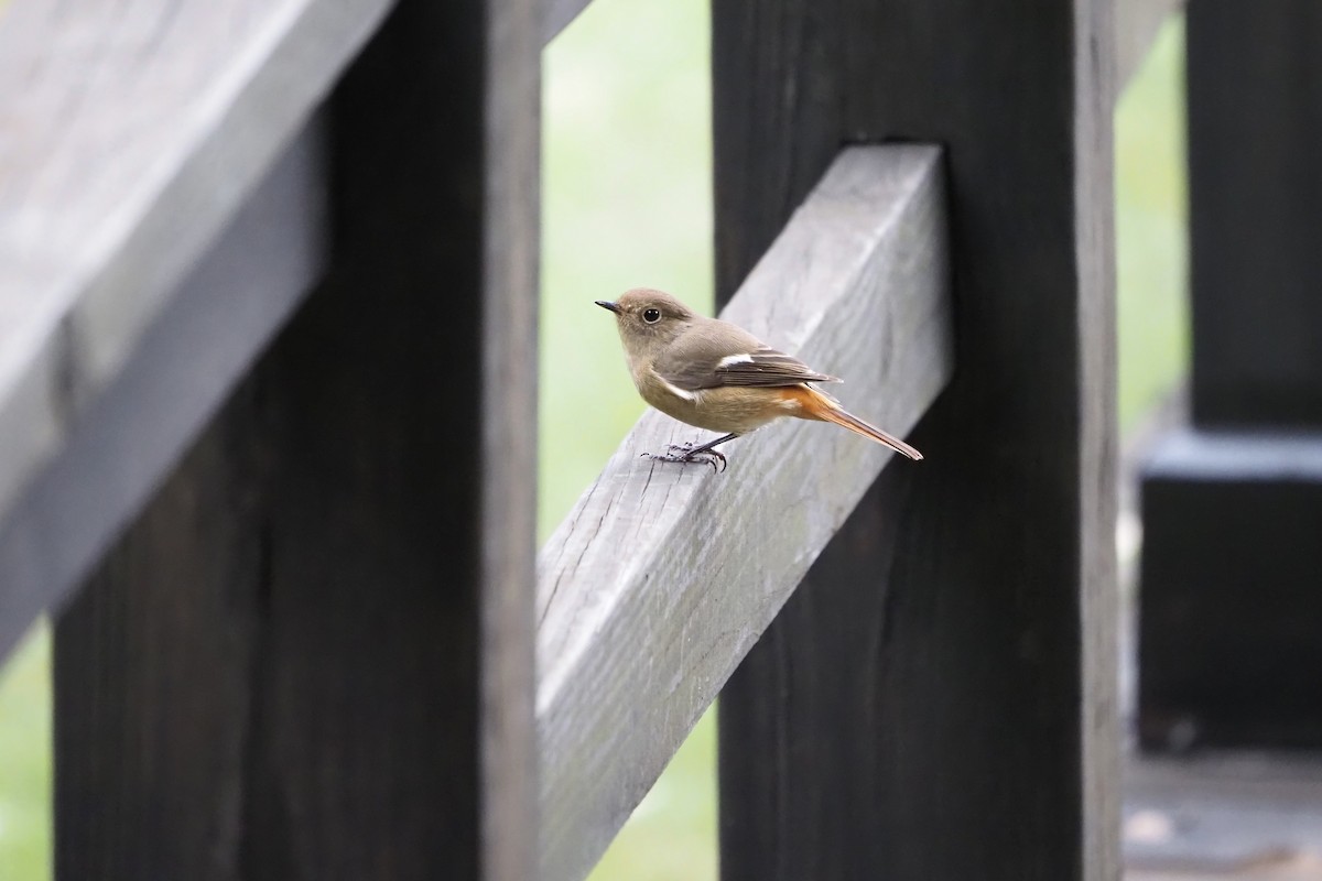 Daurian Redstart - ML644133795