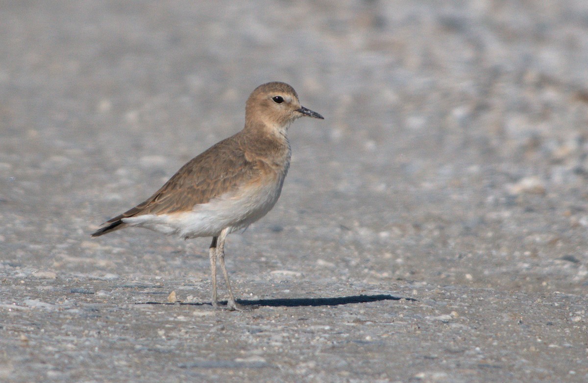 Mountain Plover - ML644133802