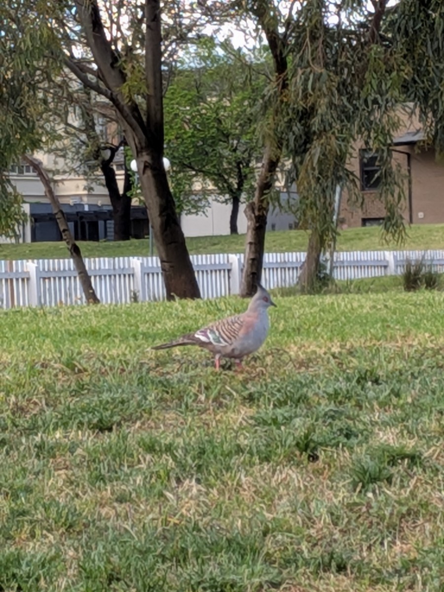 Crested Pigeon - ML644133804