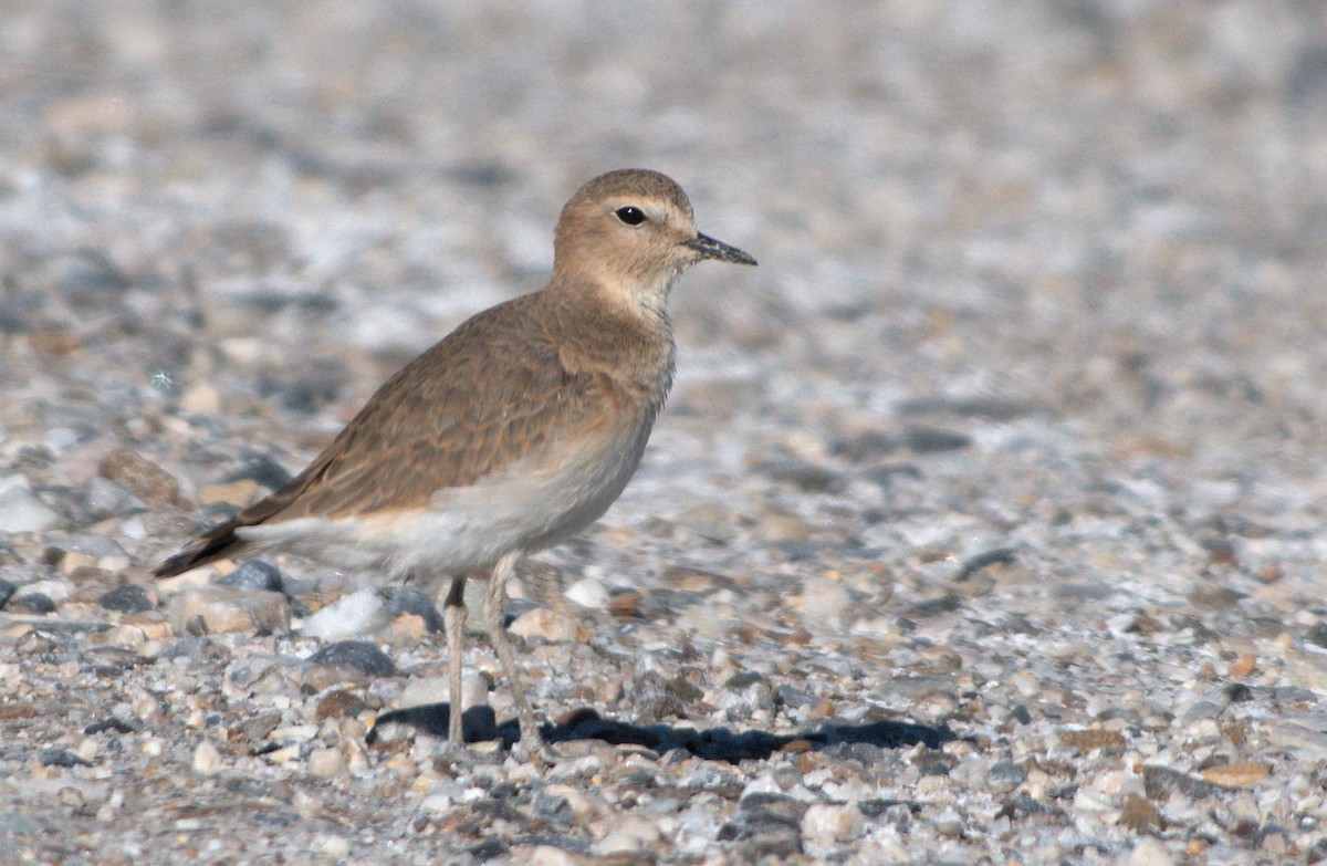 Mountain Plover - ML644133805