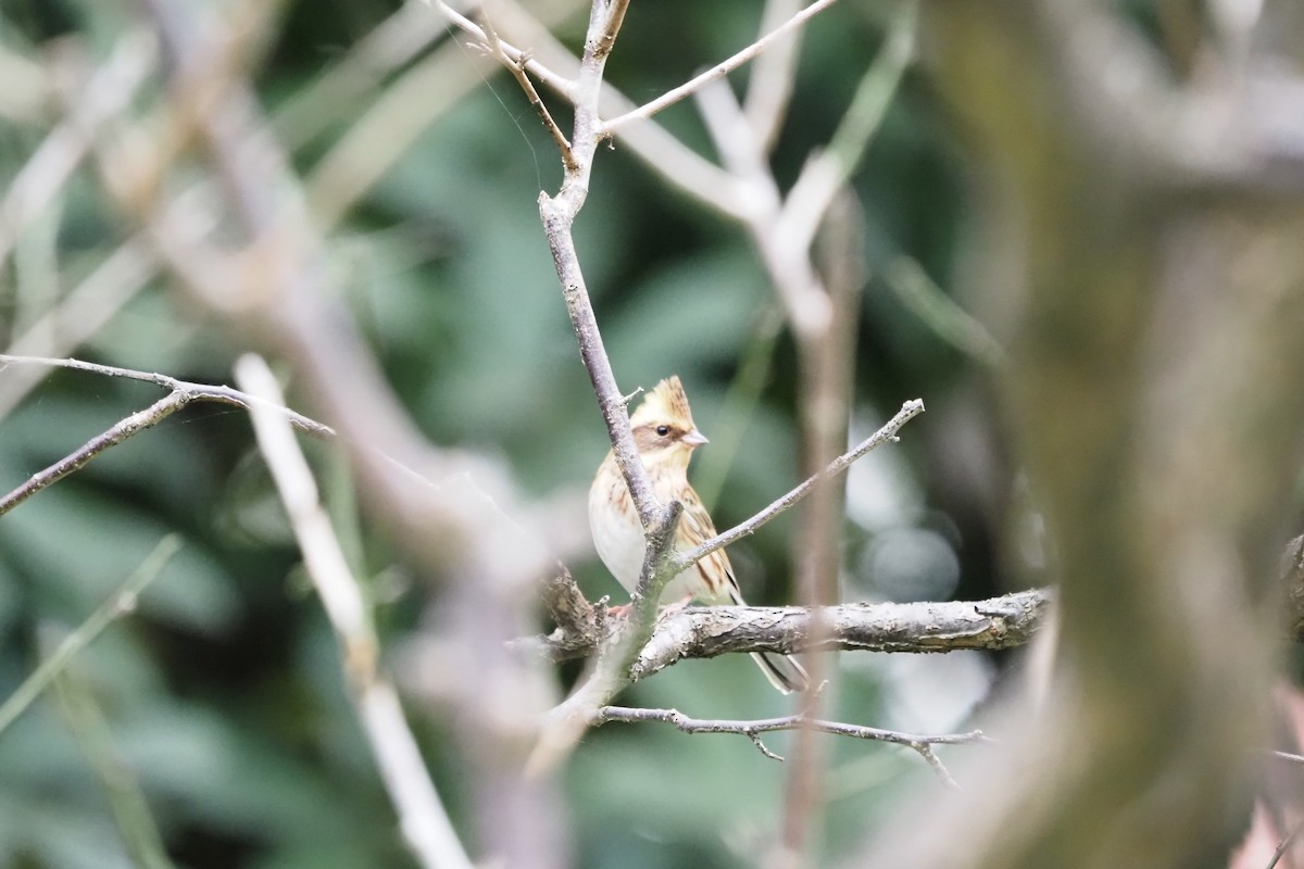Yellow-throated Bunting - ML644133806