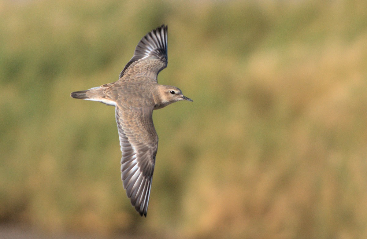 Mountain Plover - ML644133808