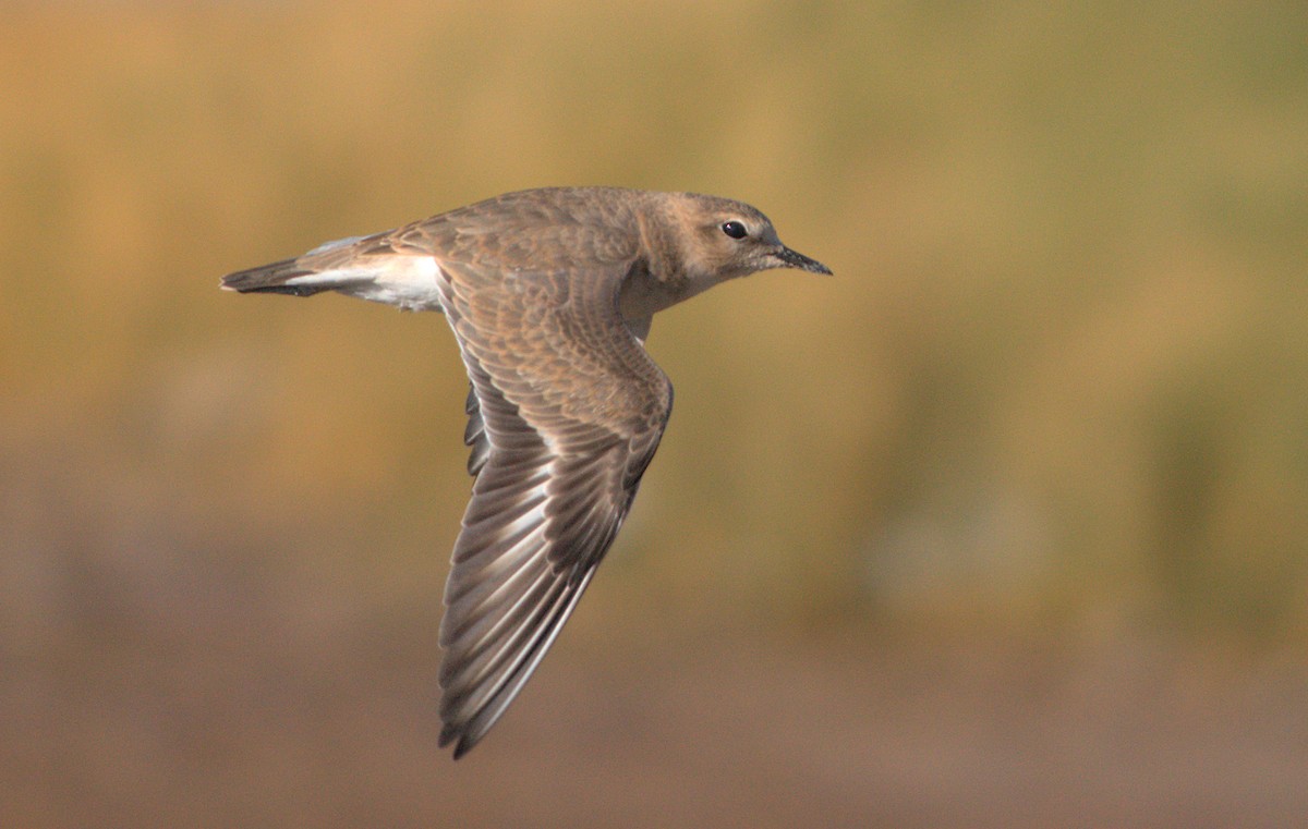 Mountain Plover - ML644133809