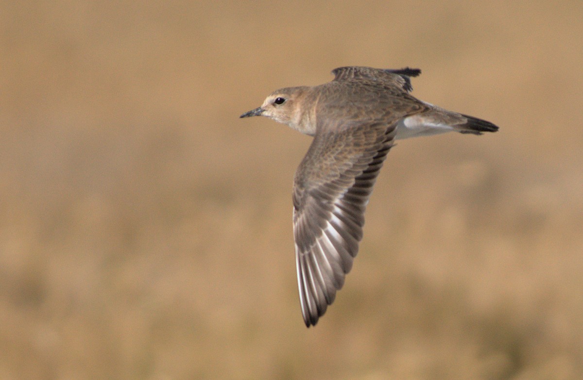 Mountain Plover - ML644133812