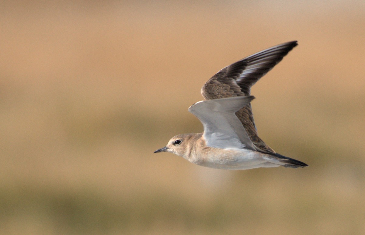 Mountain Plover - ML644133818