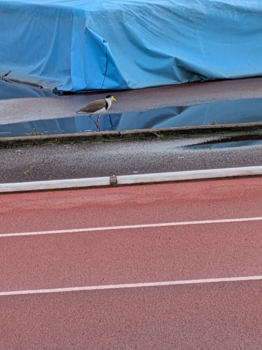 Masked Lapwing - ML644133819