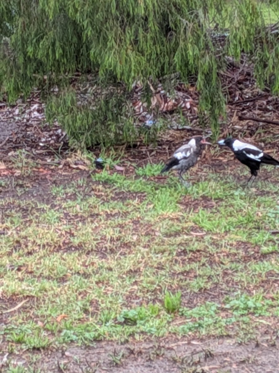 Australian Magpie - ML644133827