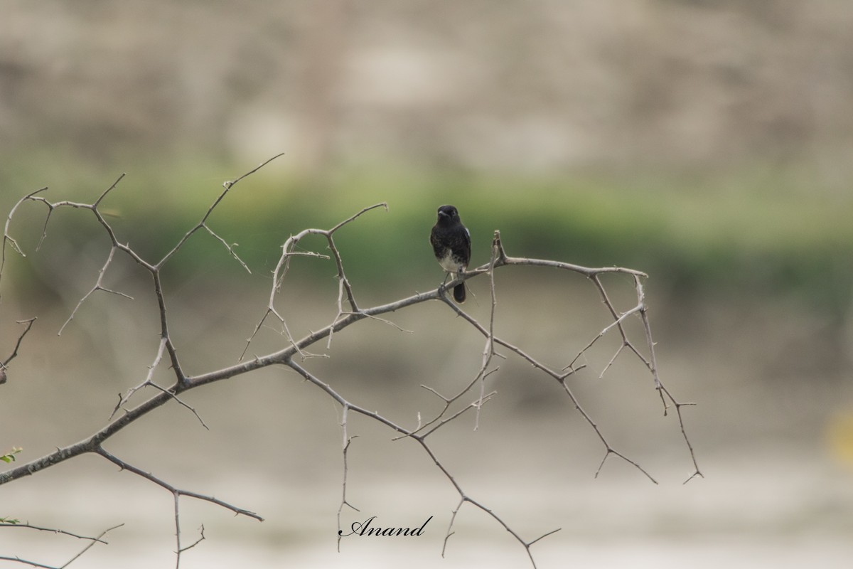 Pied Bushchat - ML644133836