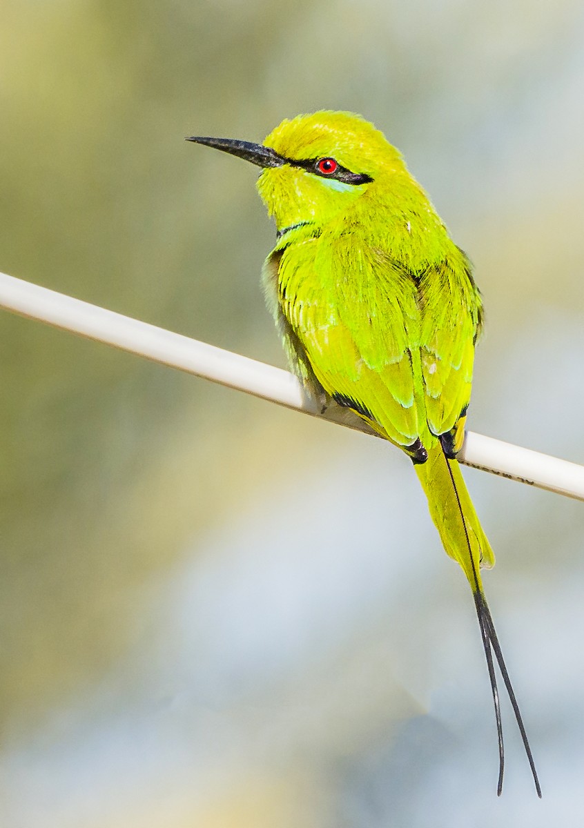African Green Bee-eater - ML644133839