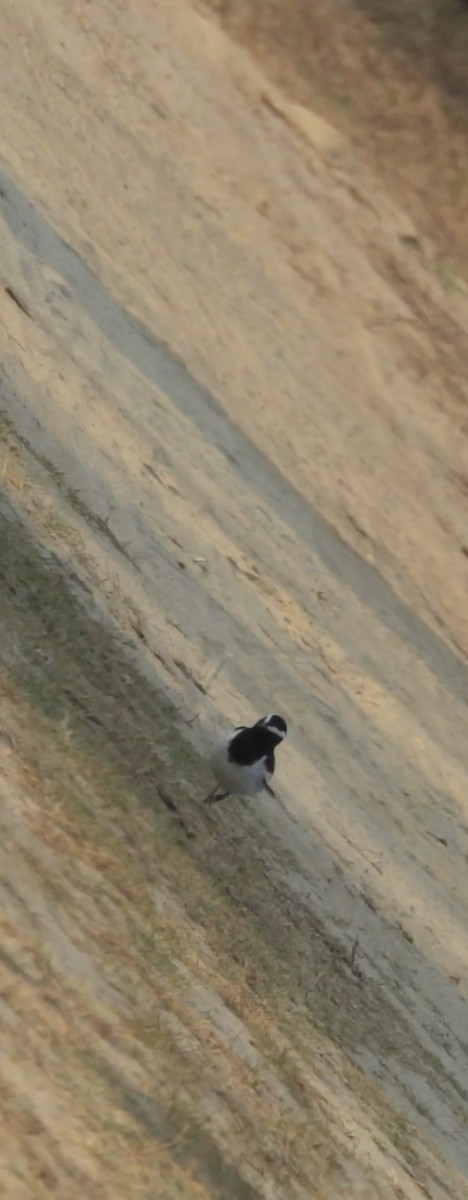 White-browed Wagtail - ML644133840