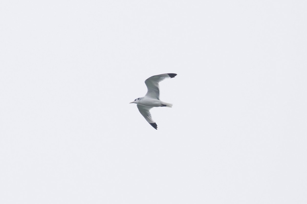 Black-legged Kittiwake - ML644133872