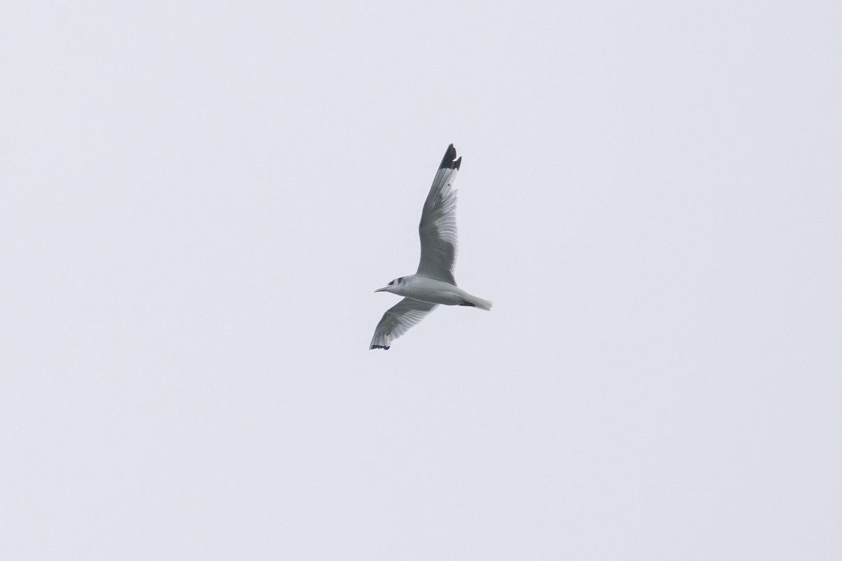 Black-legged Kittiwake - ML644133873