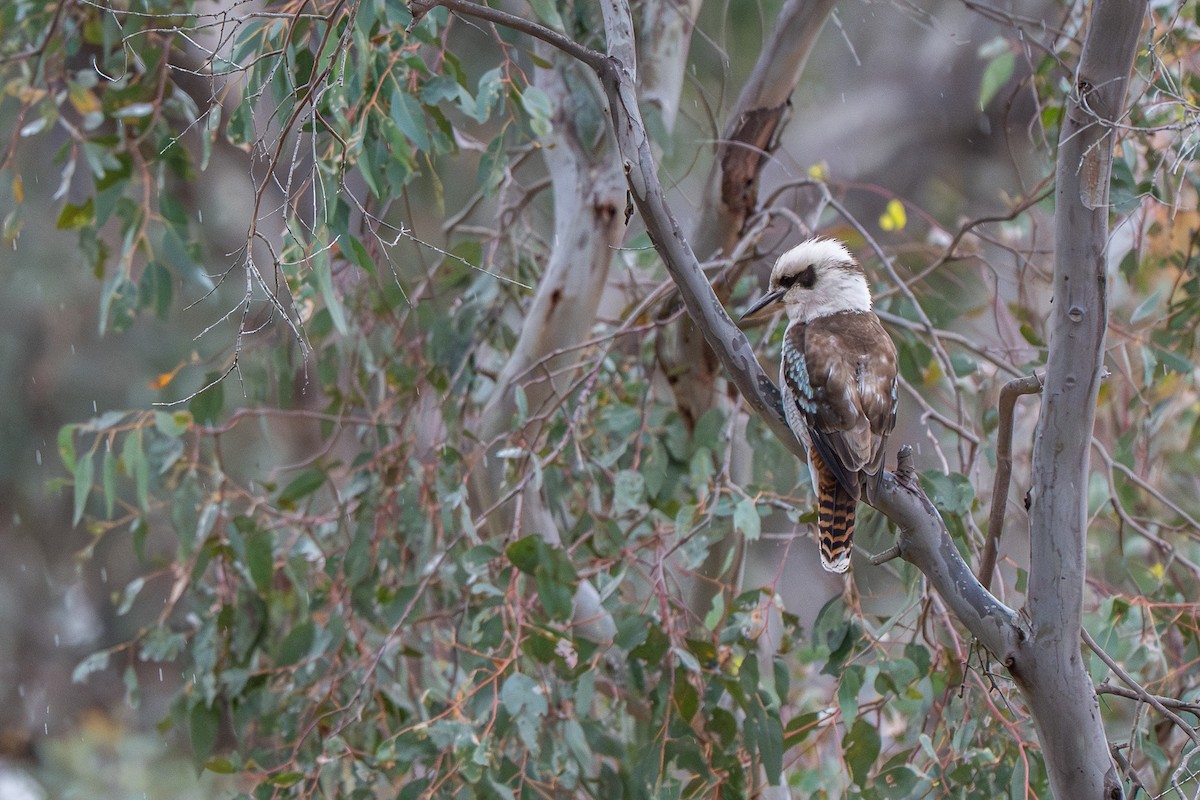 Laughing Kookaburra - ML644133883
