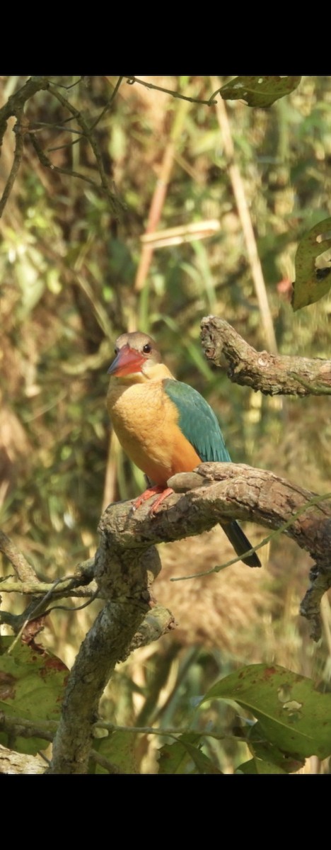 Stork-billed Kingfisher - ML644133884