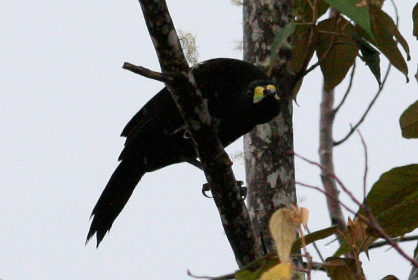 キヅノフウチョウ - ML644133898