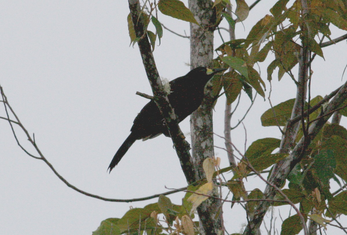 キヅノフウチョウ - ML644133899