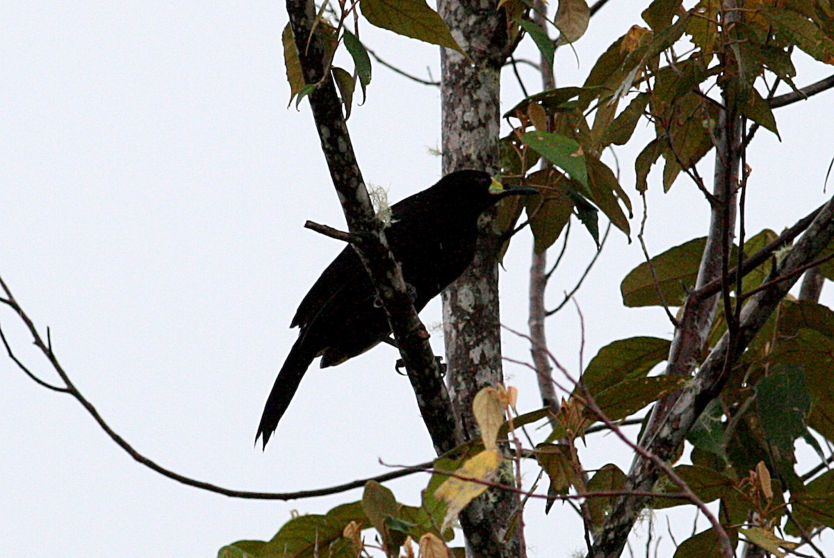 キヅノフウチョウ - ML644133900