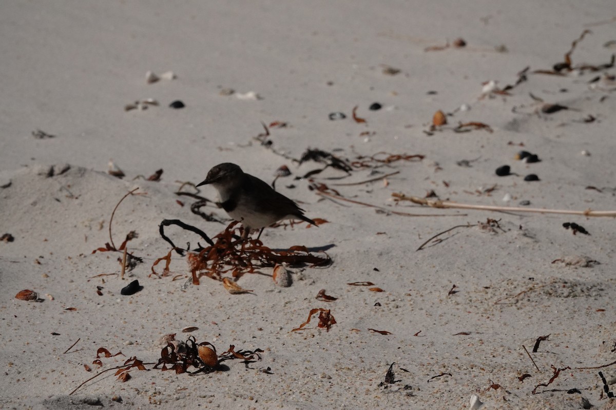 White-fronted Chat - ML644133914
