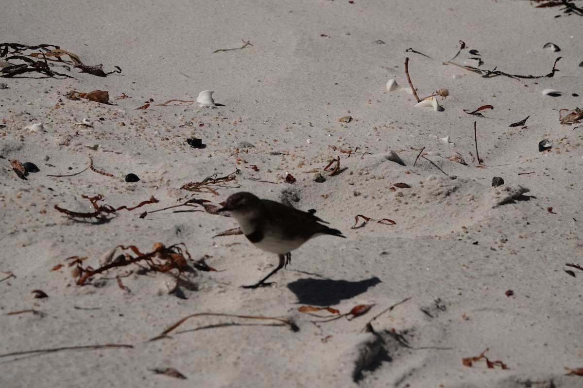 White-fronted Chat - ML644133915