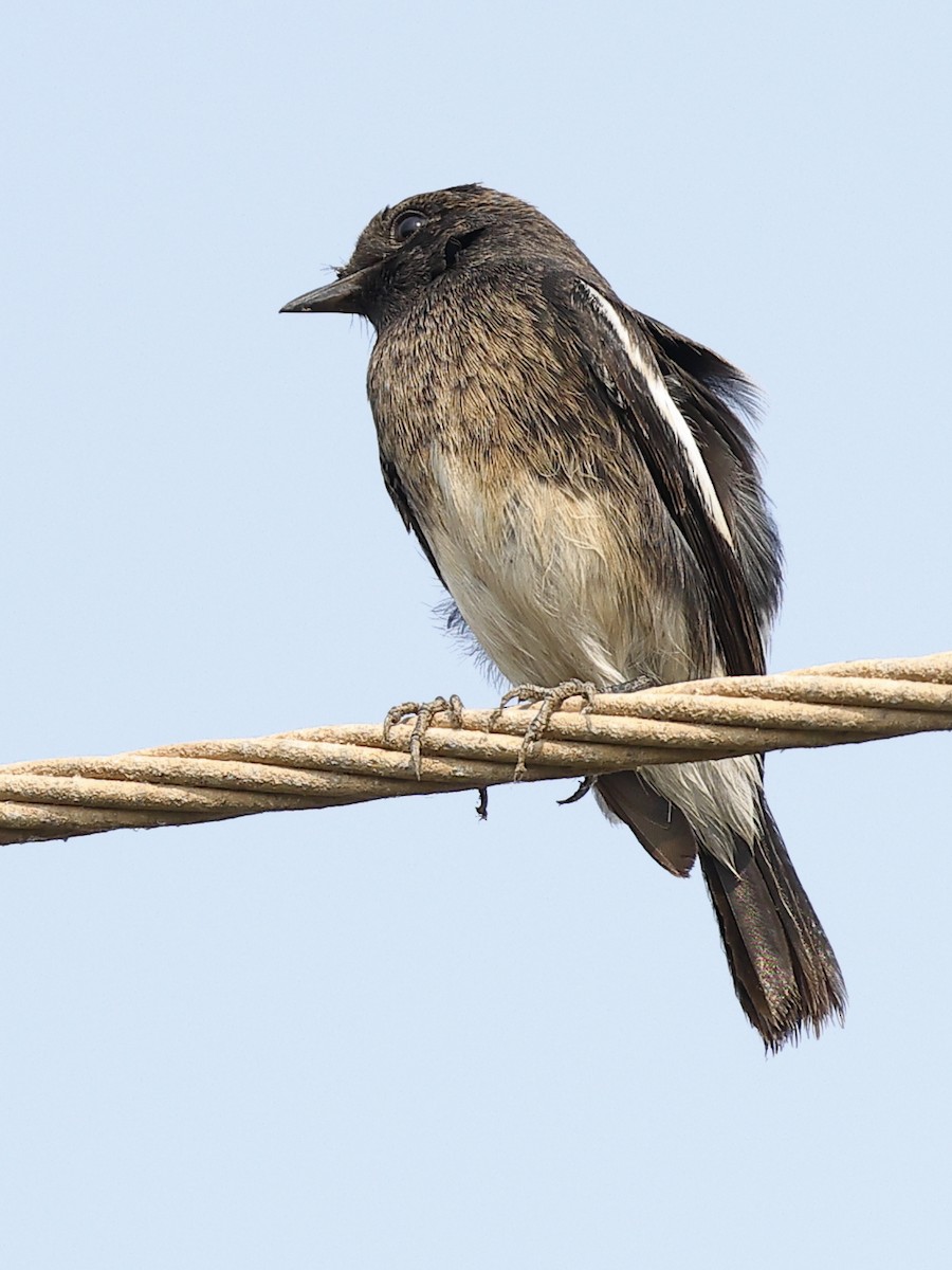 Pied Bushchat - ML644133916