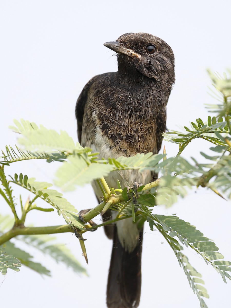 Pied Bushchat - ML644133917