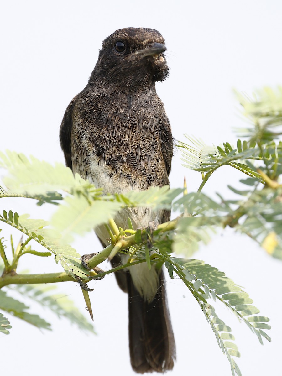 Pied Bushchat - ML644133918