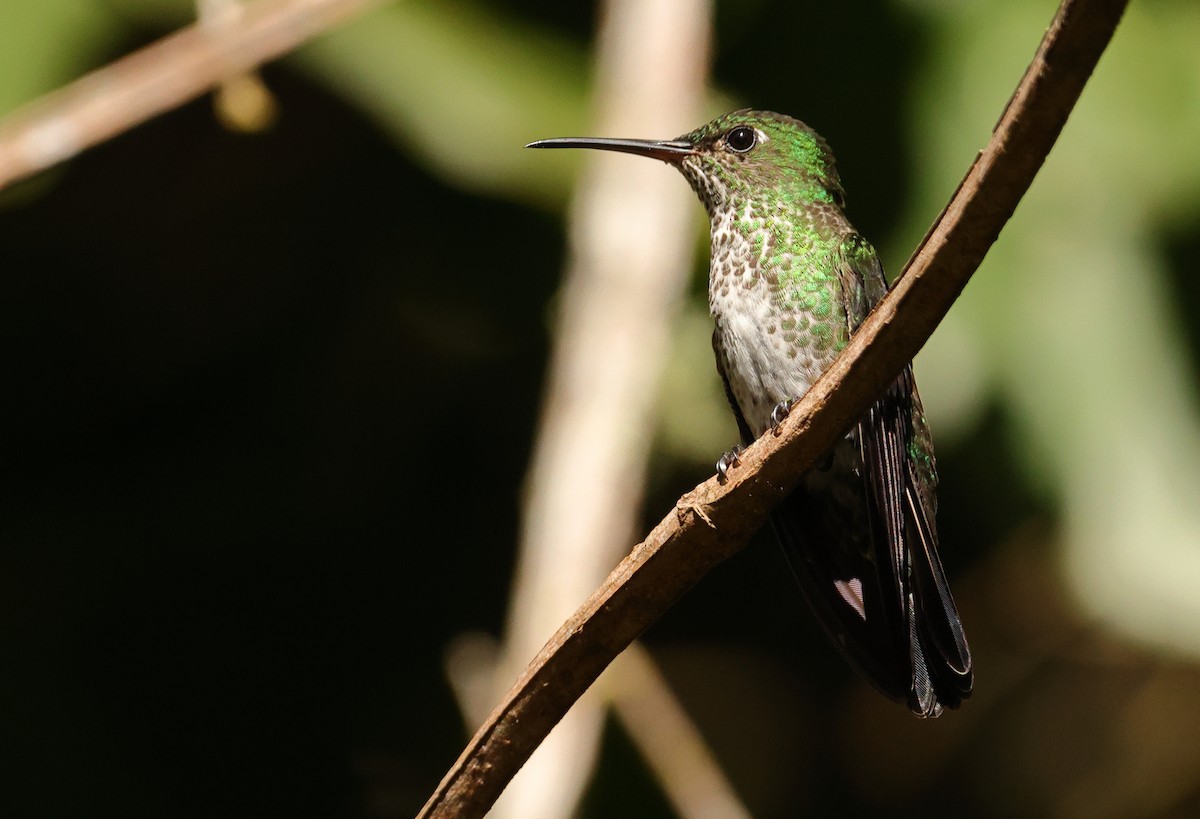 Many-spotted Hummingbird - ML644133919