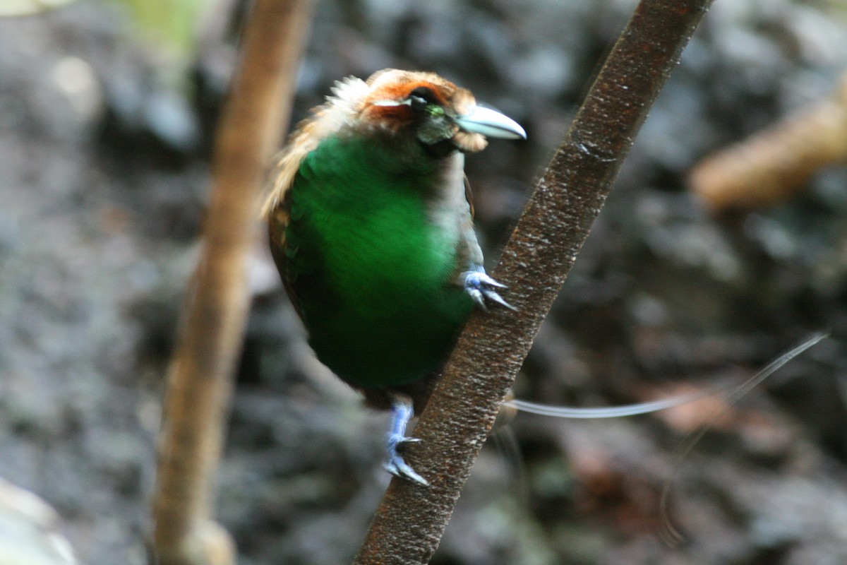 Paradisier magnifique - ML644133920