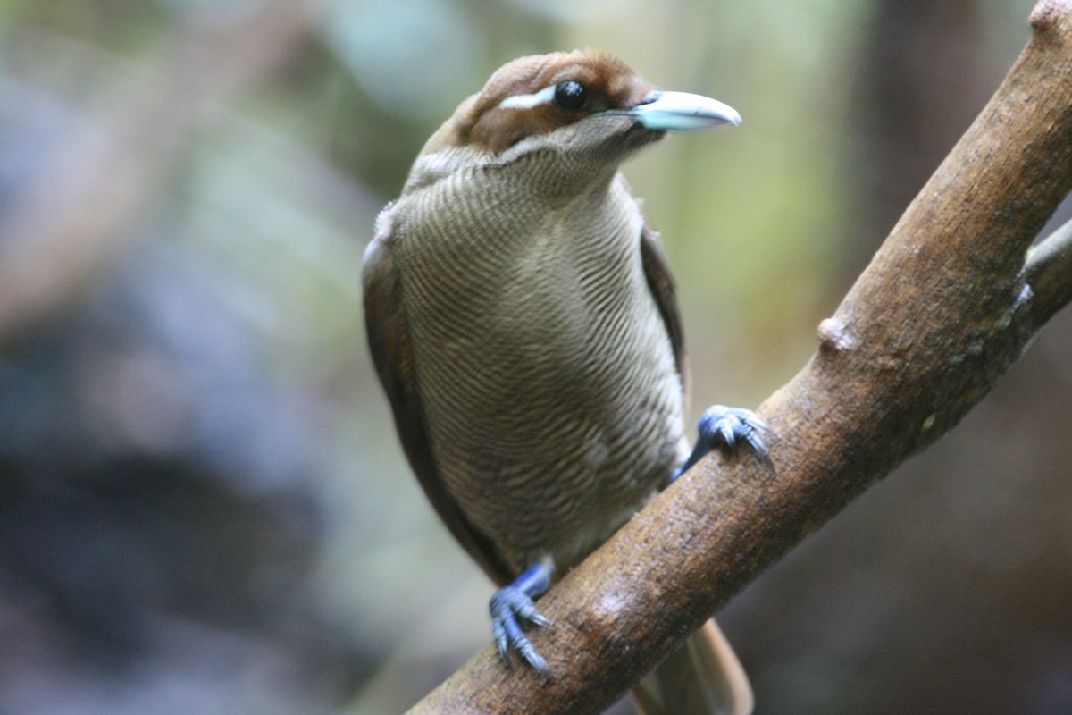 Paradisier magnifique - ML644133922