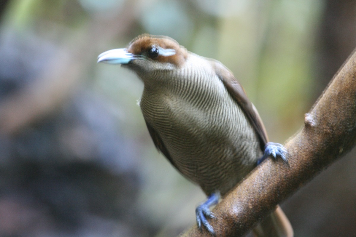 Paradisier magnifique - ML644133923