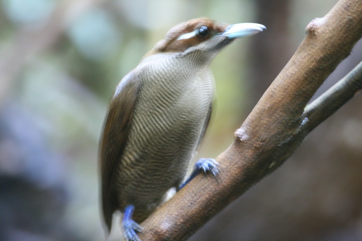 Paradisier magnifique - ML644133924