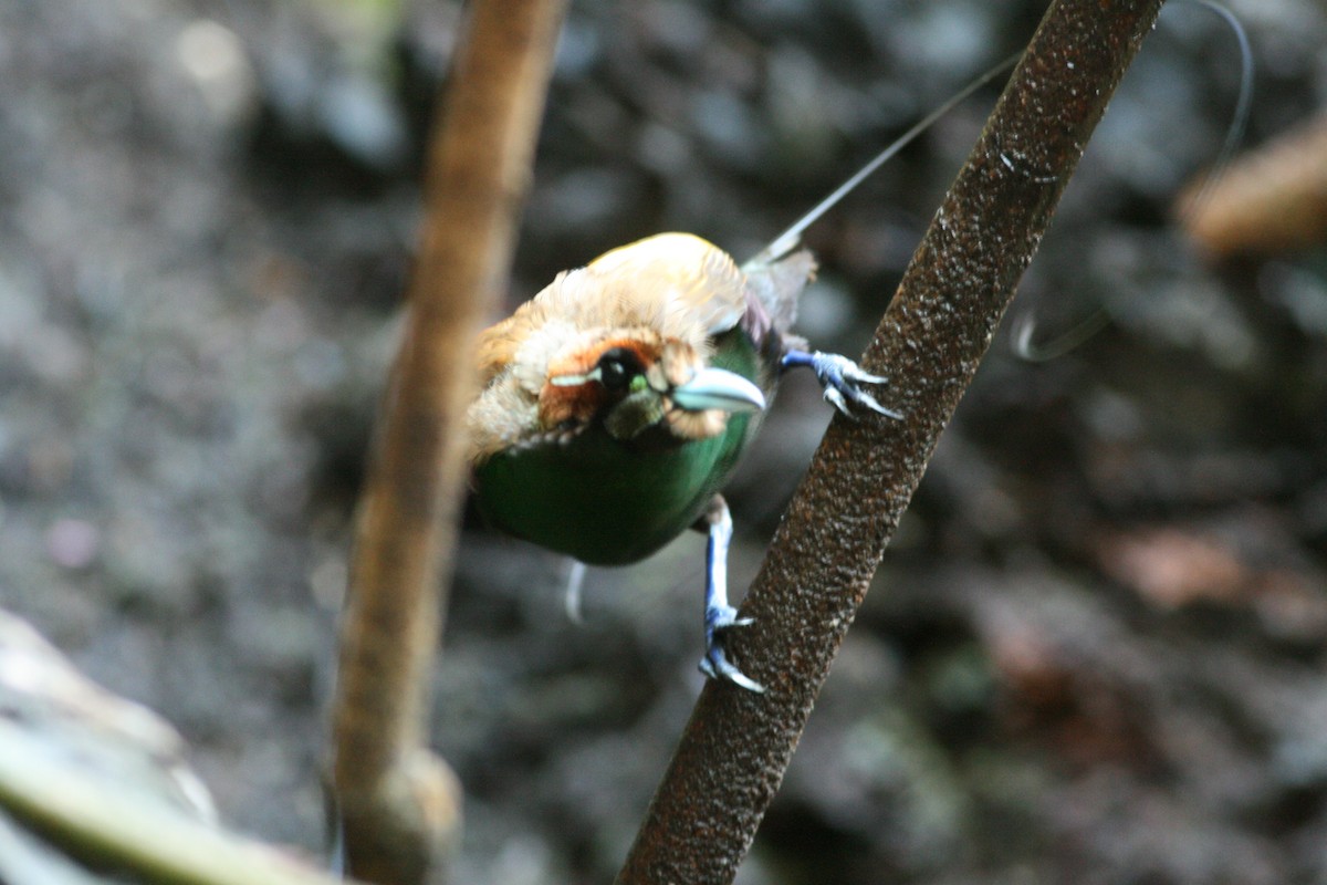 Paradisier magnifique - ML644133925