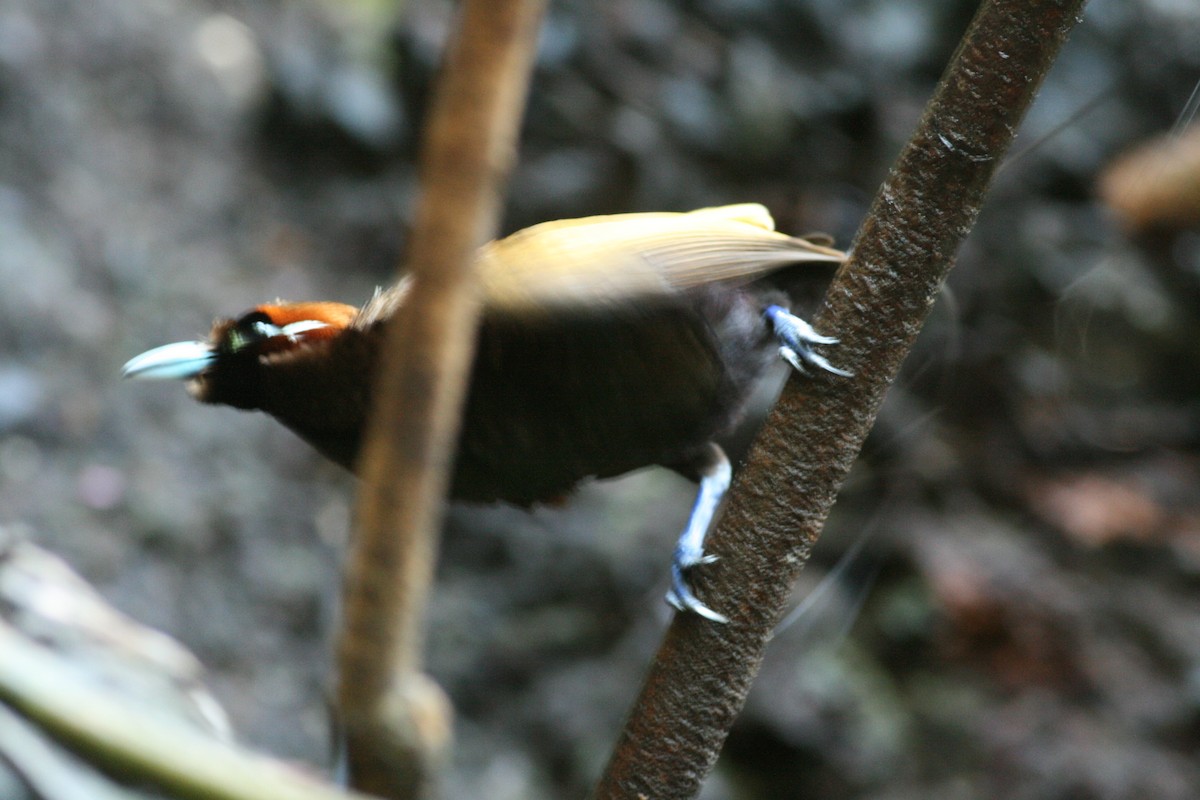 Paradisier magnifique - ML644133926