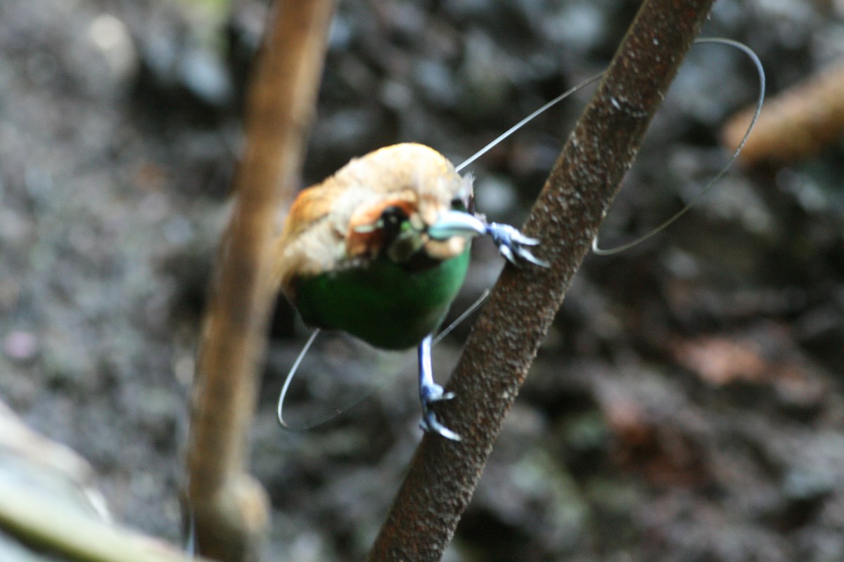 Paradisier magnifique - ML644133927