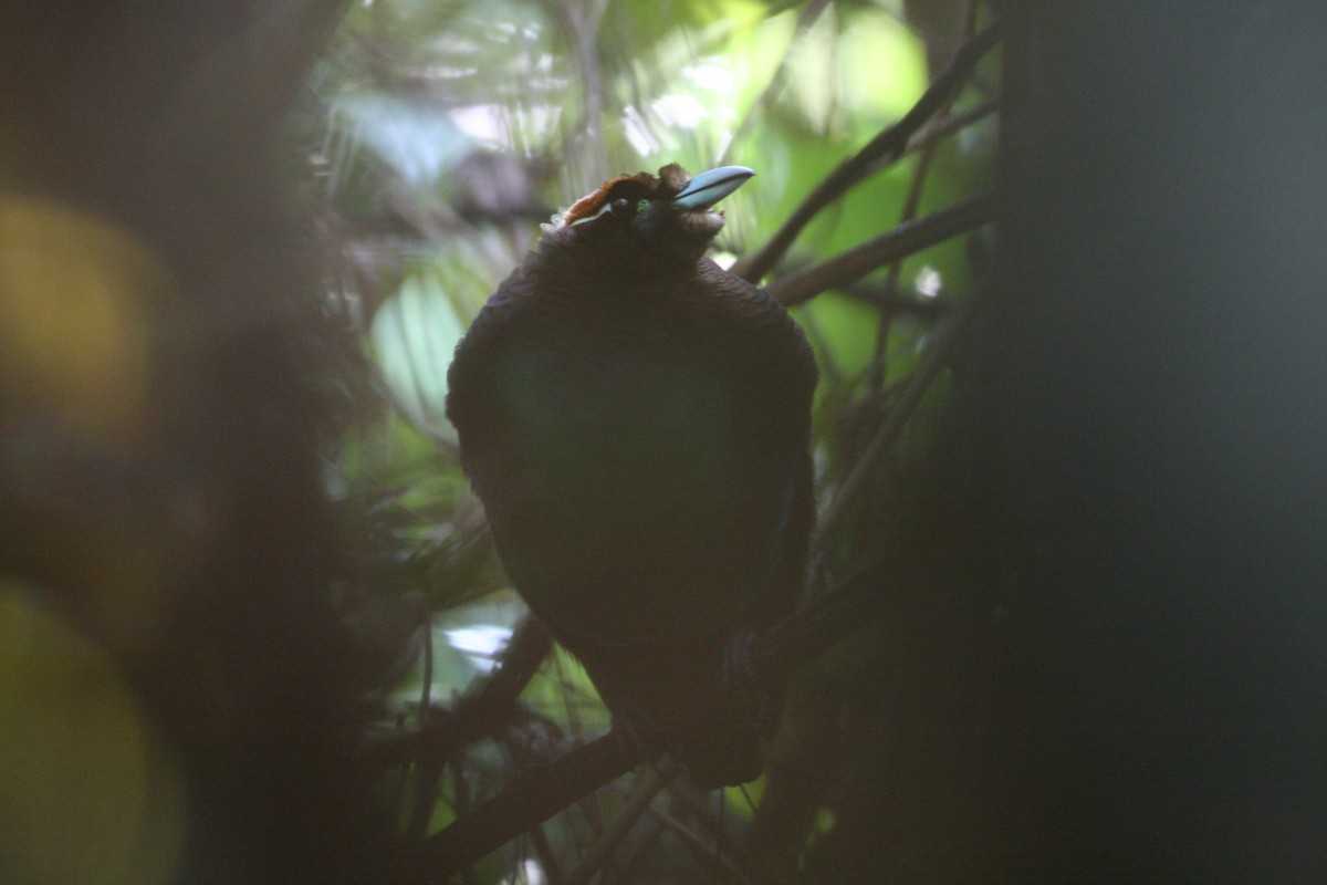 Paradisier magnifique - ML644133928