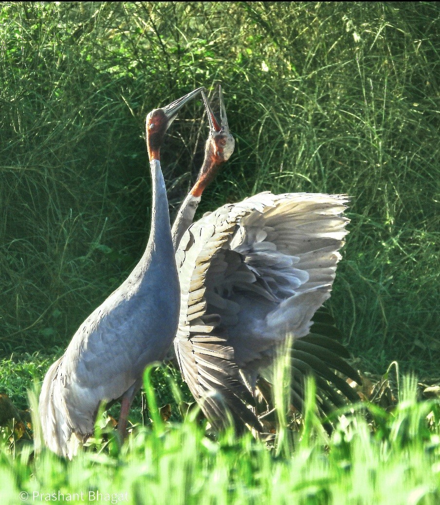 Sarus Crane - ML644133933
