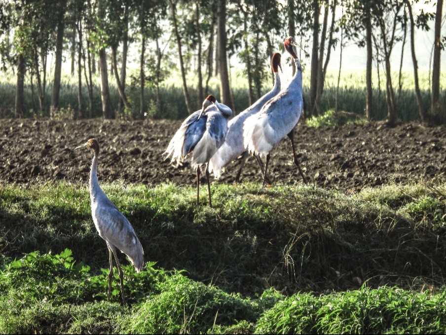 Sarus Crane - ML644133934