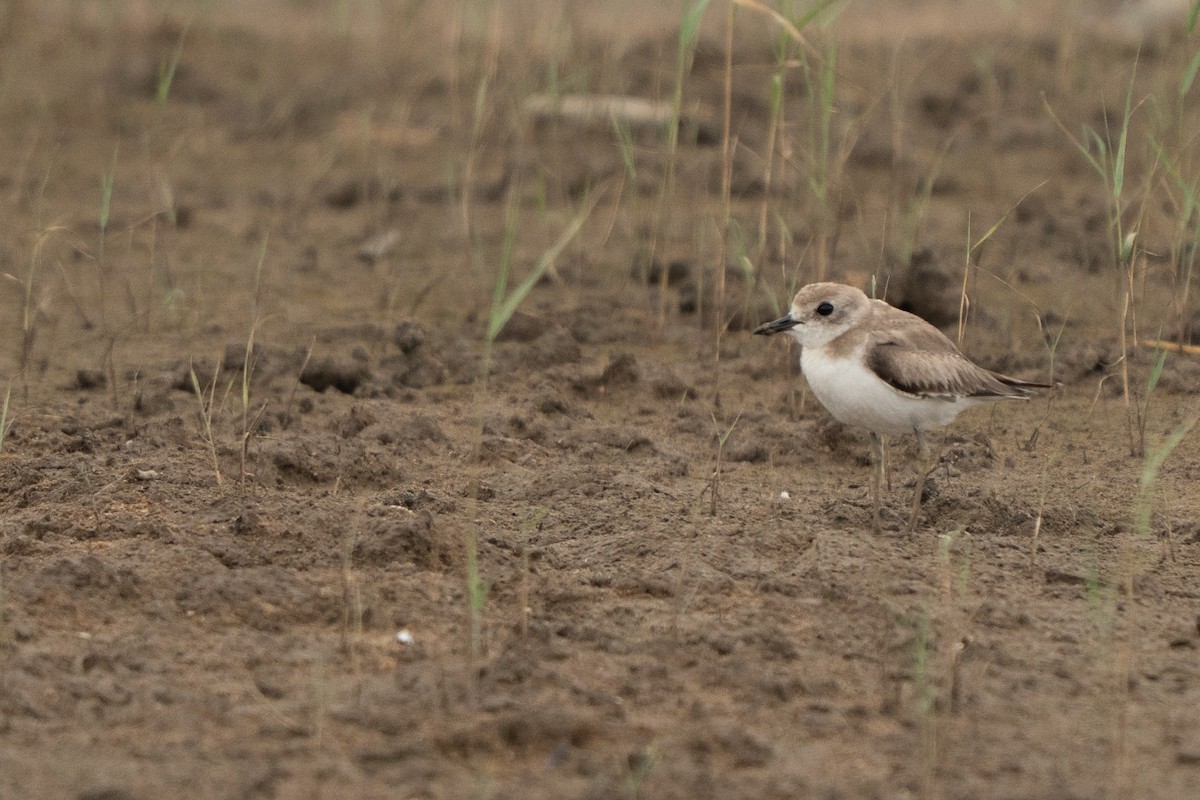 Greater Sand-Plover - ML644133935