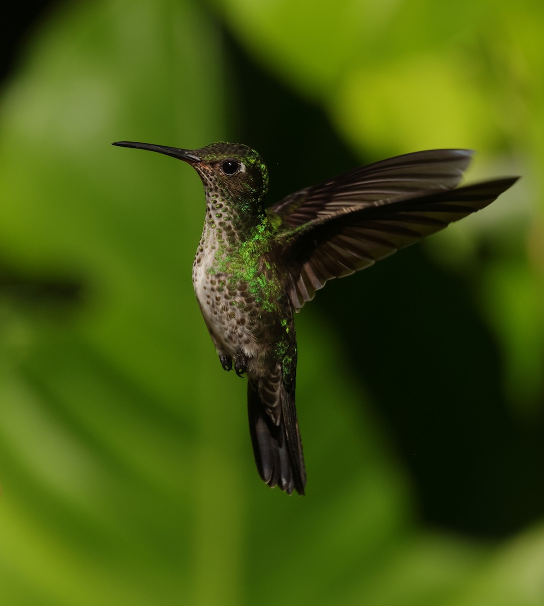 Many-spotted Hummingbird - ML644133940