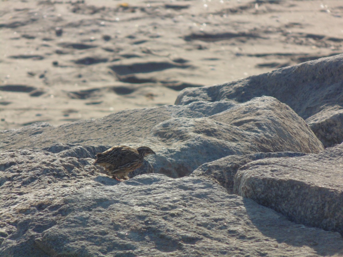 ヨーロッパウズラ - ML644133942