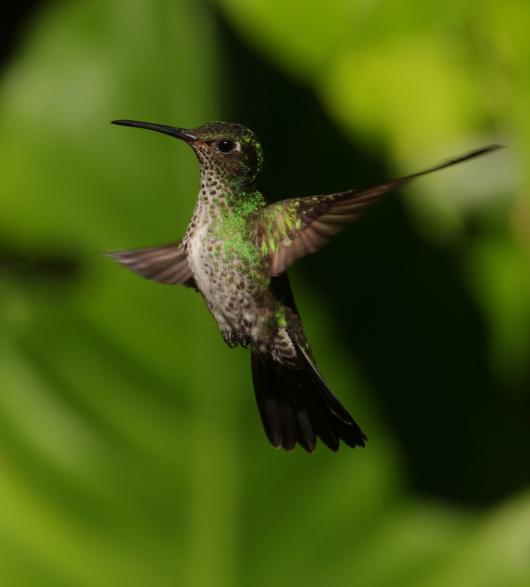 Many-spotted Hummingbird - ML644133948