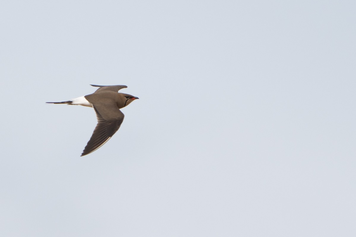 Collared Pratincole - ML644133949