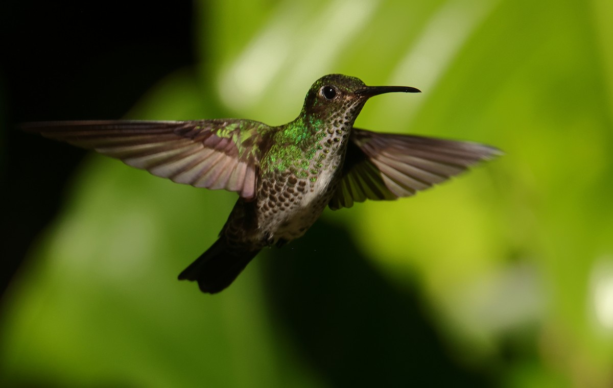 Many-spotted Hummingbird - ML644133956