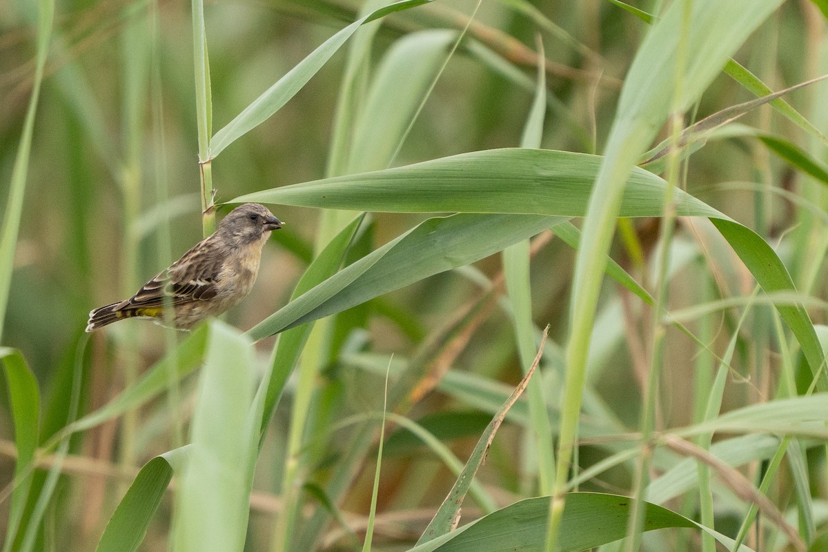 Lemon-breasted Seedeater - ML644133957