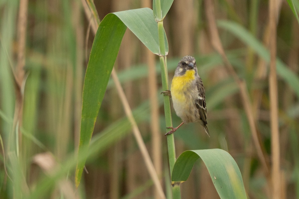 Lemon-breasted Seedeater - ML644133958